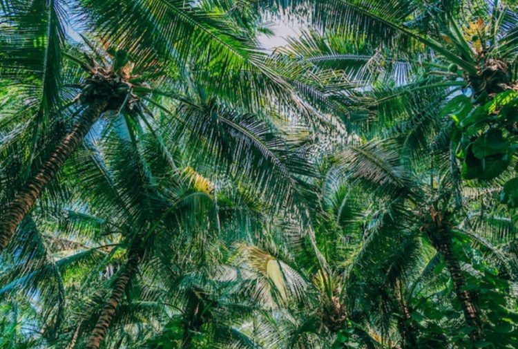 Harga Sawit Jambi Naik Lagi, Pekebun Bisa Tersenyum! Ini Daftar TBS Terbaru 24-30 Juli 2026